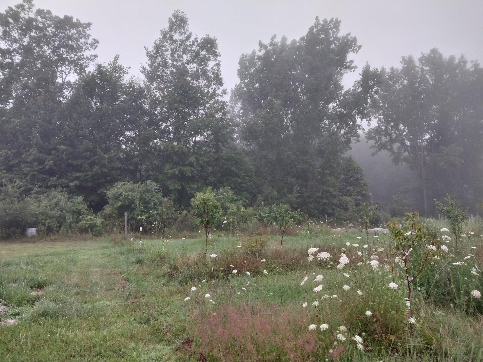 Grateful Mess Homestead