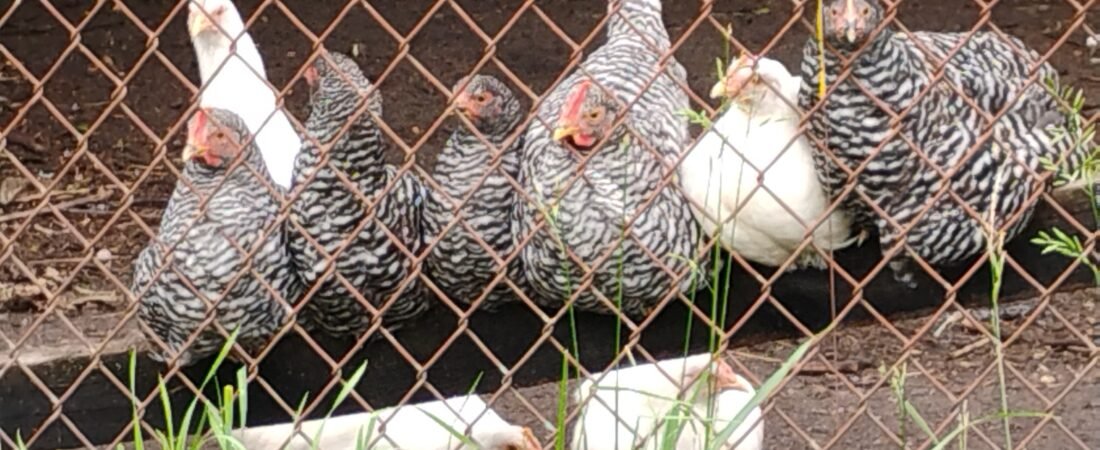 The Chickens: Where it all began.