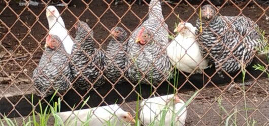 The Chickens: Where it all began.