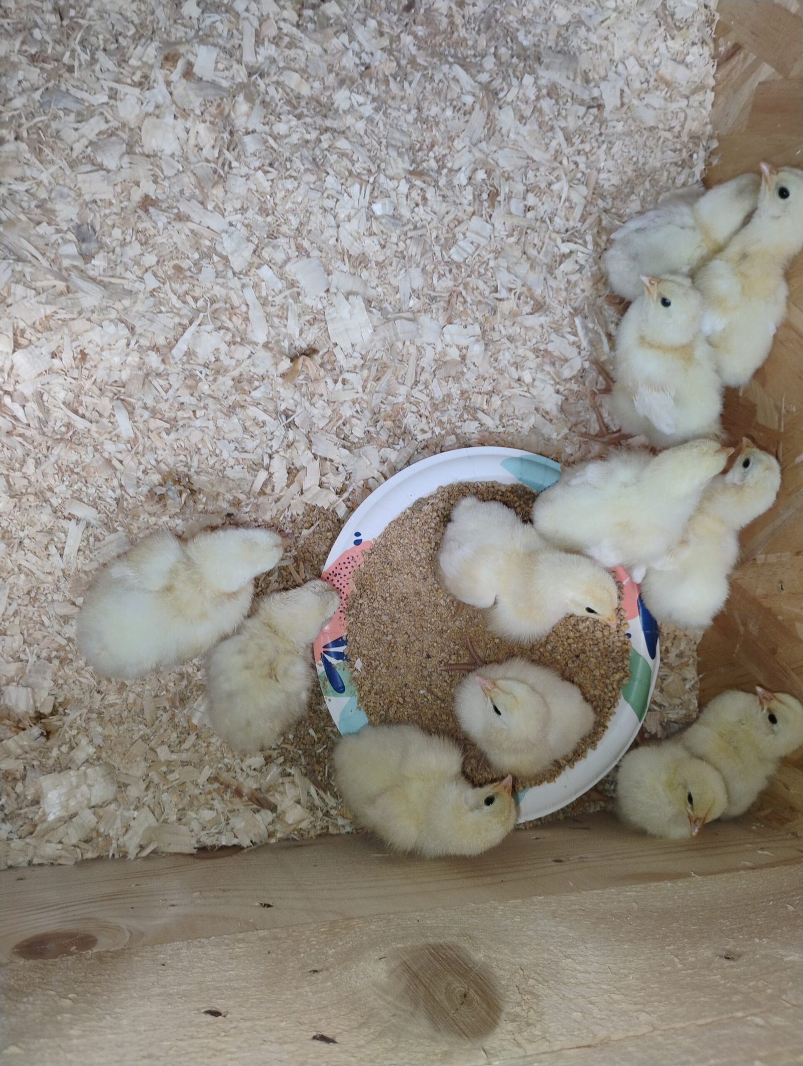 New American Bresse chicks