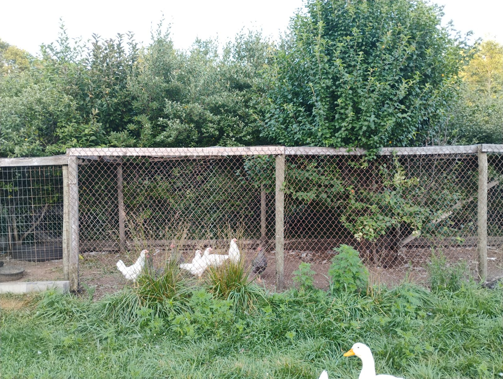 Our primary chicken run. Right now it has barred rock hens, white leghorn hens, one American Bresse hen and an American Bresse rooster.