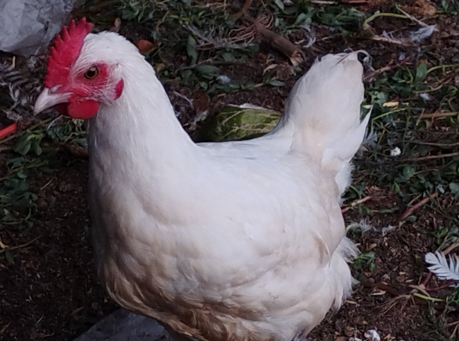 Our American Bresse rooster
