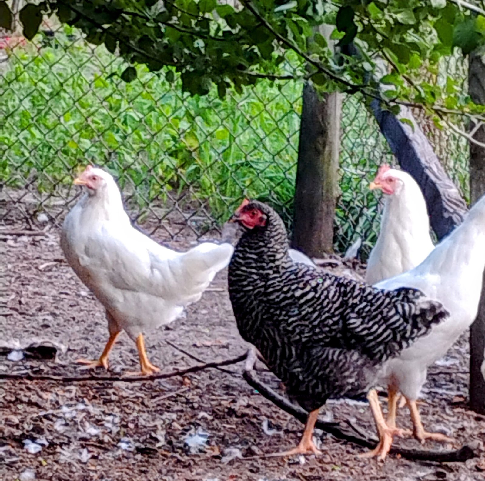 Barred rock and white leghorns hens