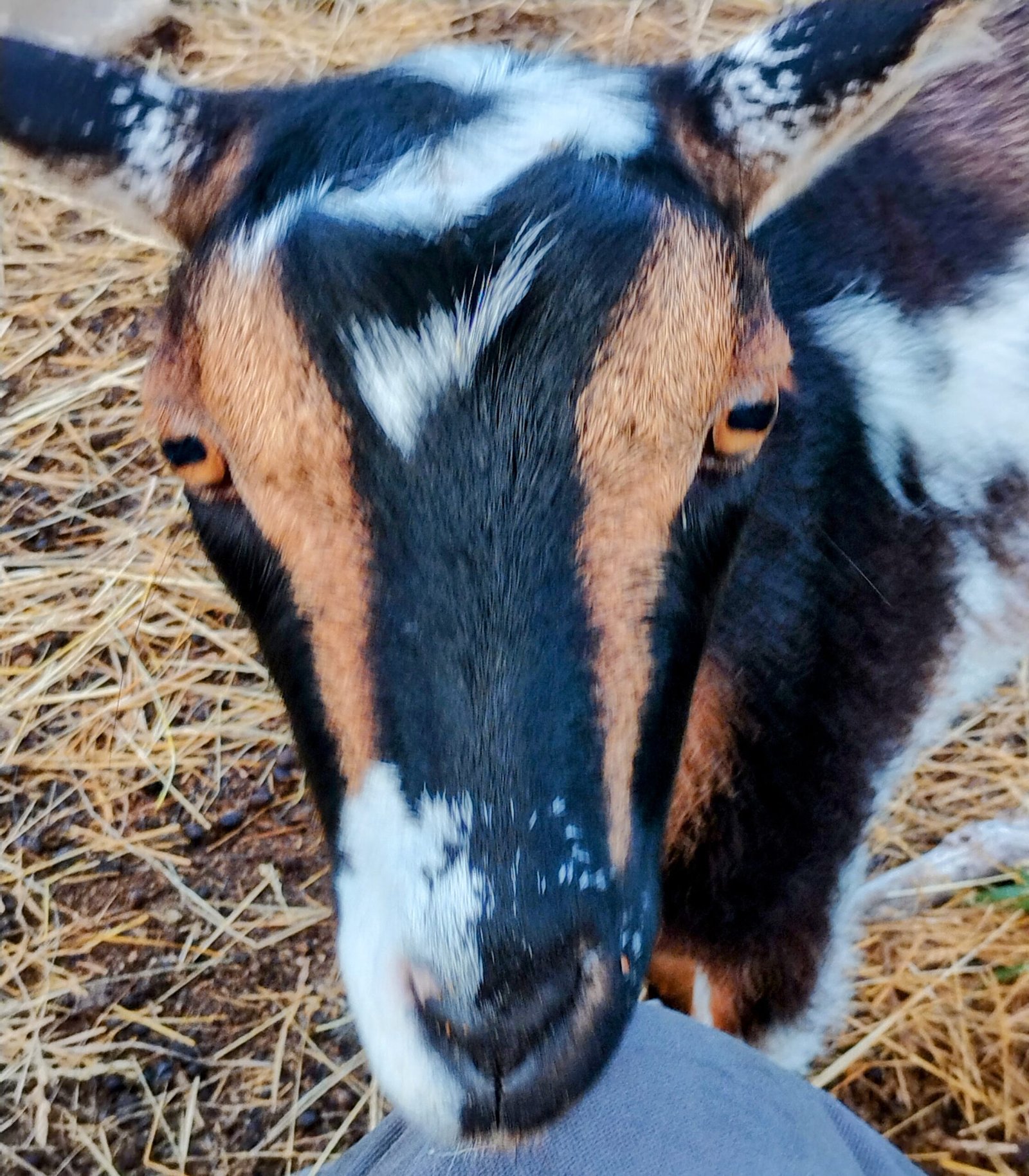 Priscilla