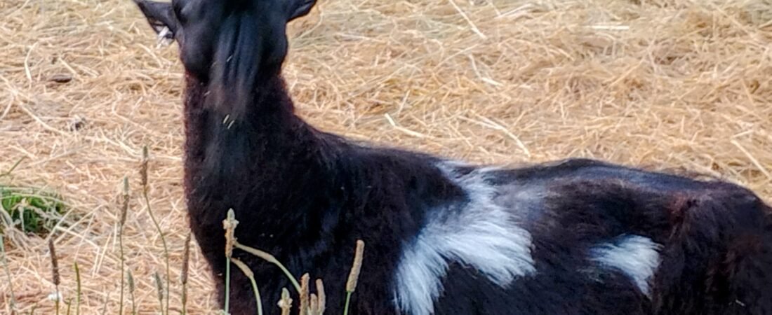 The Goats: Tiny Bodies, Zero Personal Space