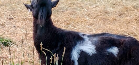 The Goats: Tiny Bodies, Zero Personal Space