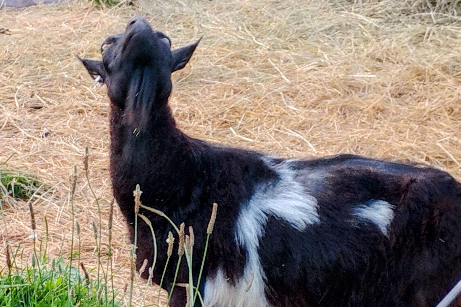 How the goats feel about their pictures being taken.