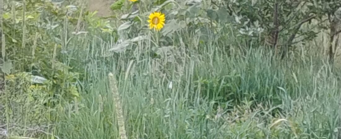 How the Mess Began: Our Homestead Journey