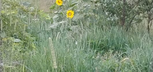 How the Mess Began: Our Homestead Journey