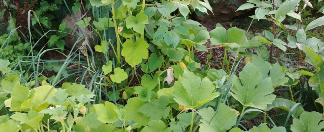 The Garden of Good Intentions