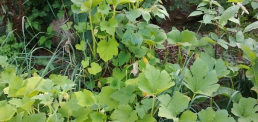 The Garden of Good Intentions