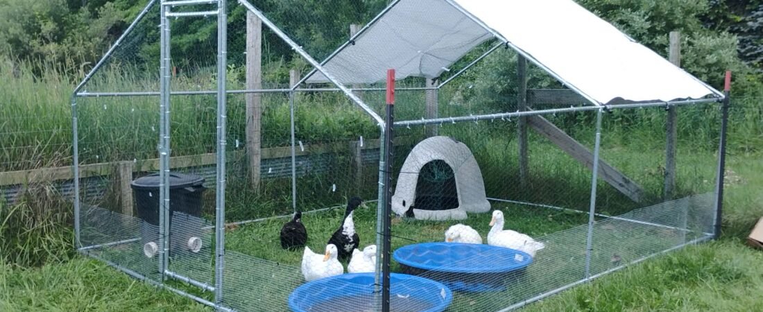 The Ducks: Chaos with bonus eggs