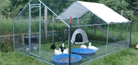 The Ducks: Chaos with bonus eggs