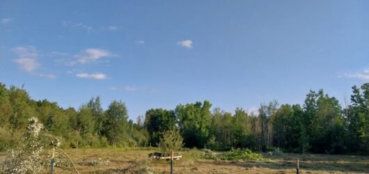 The Homestead Dream vs Reality