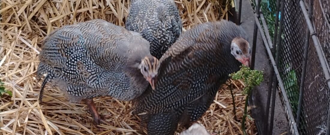 Guineas: The Tick Patrol (hopefully)