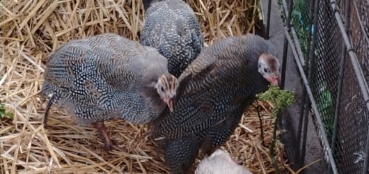 Guineas: The Tick Patrol (hopefully)