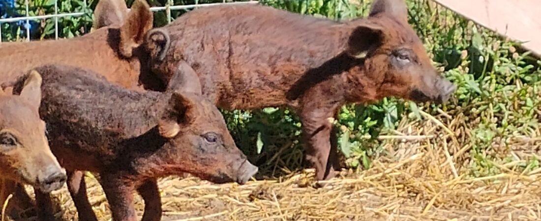Meet the New Girls: Our Mangalitsa x Idaho Pasture Pig Crosses