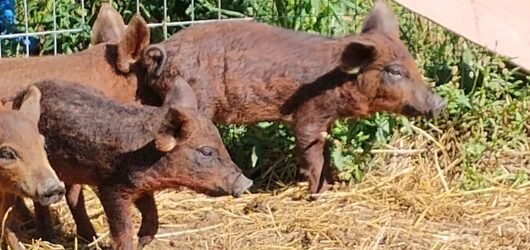 Meet the New Girls: Our Mangalitsa x Idaho Pasture Pig Crosses